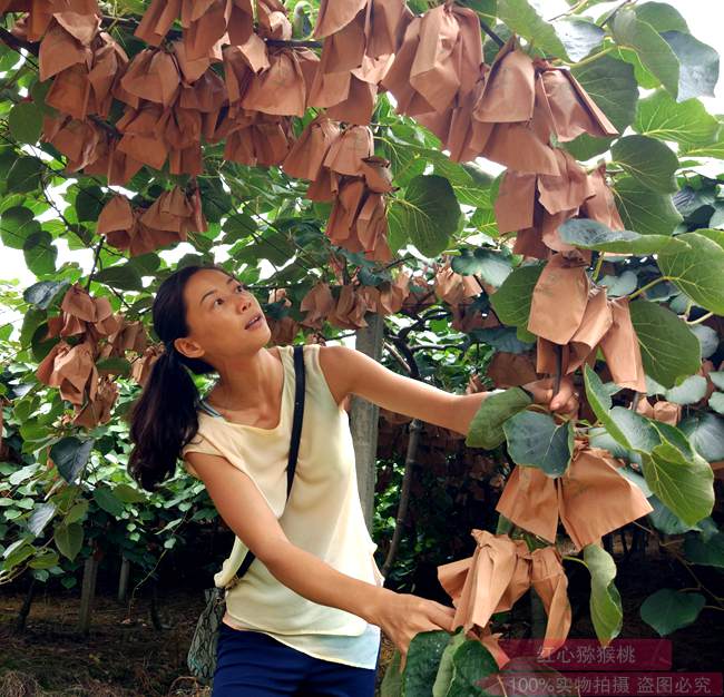 成都獼猴桃 成都獼猴桃