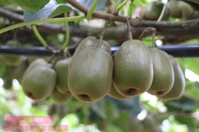 豐產(chǎn)的獼猴桃果園