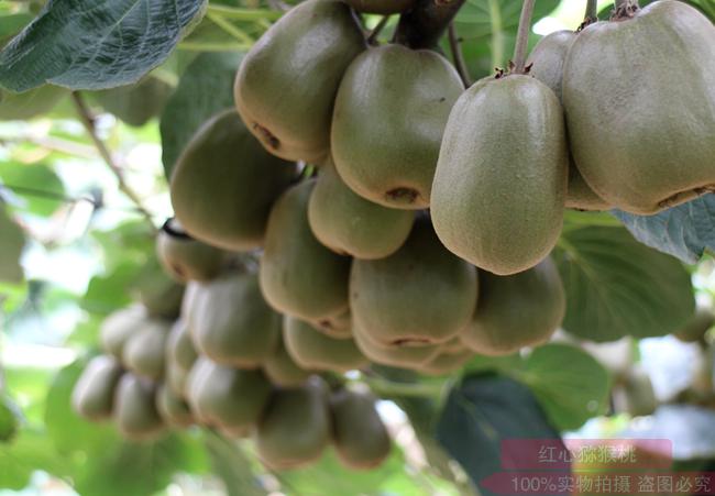 德陽(yáng)紅心獼猴桃