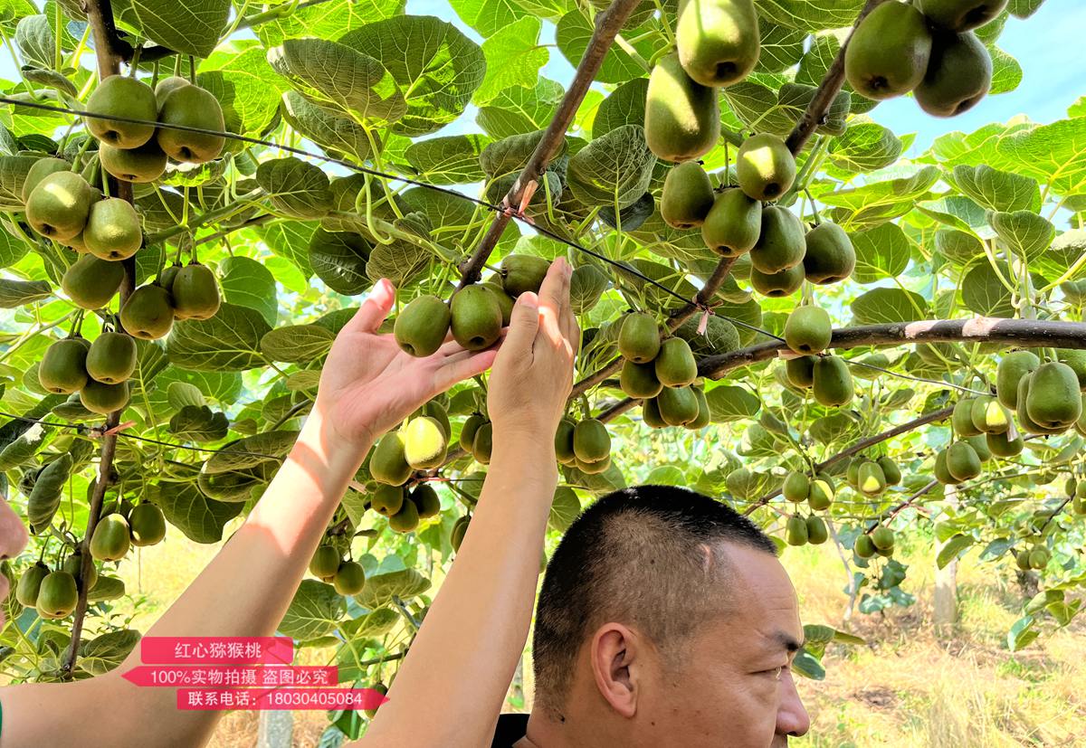 紅心獼猴桃種植