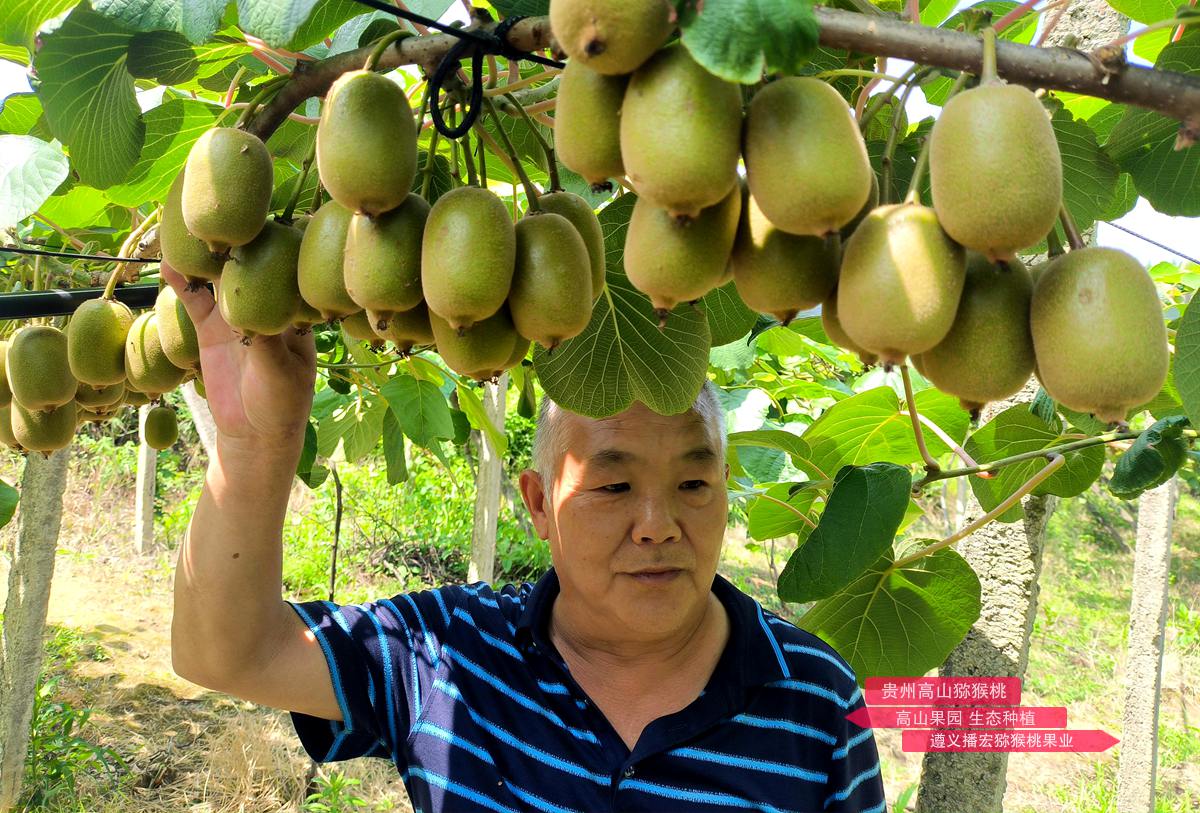 Golden kiwifruit after artificial pollination