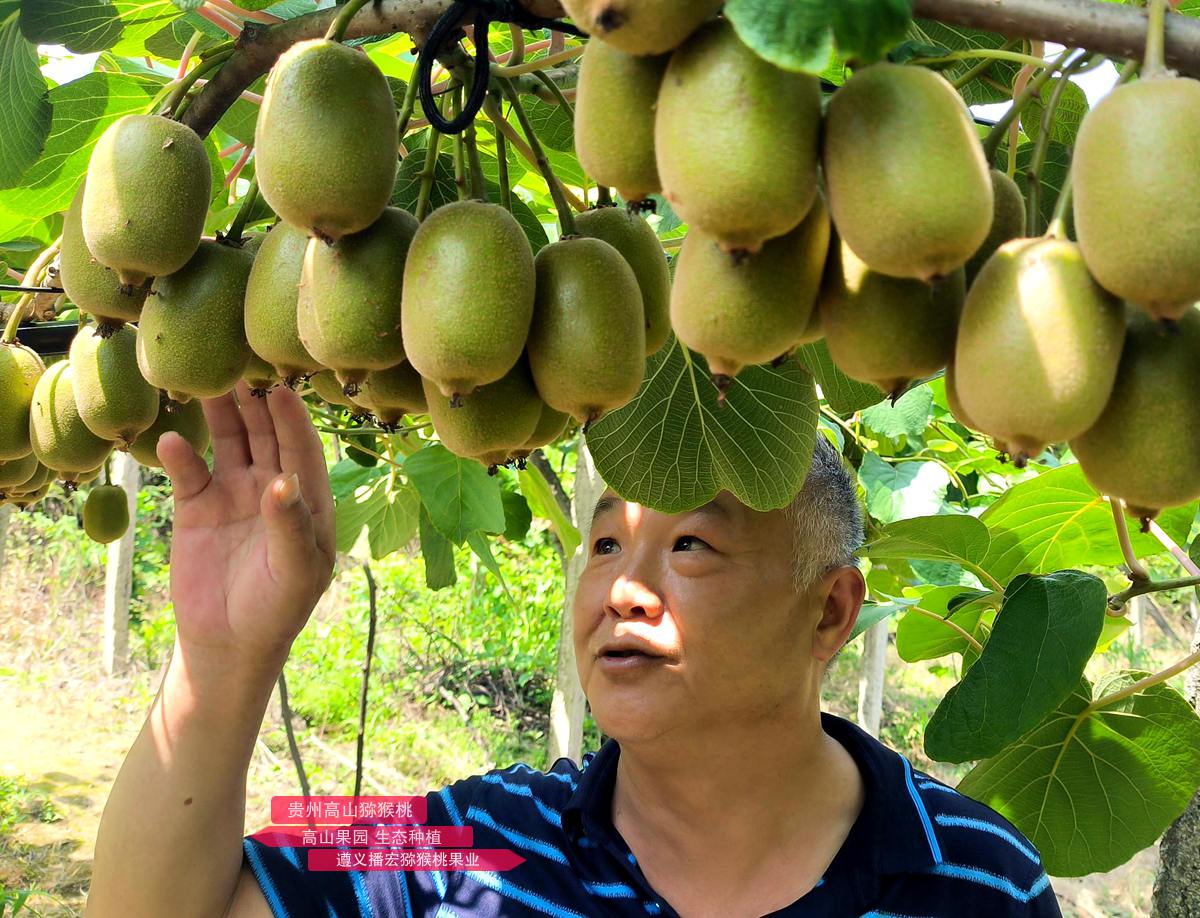 Golden kiwifruit after artificial pollination