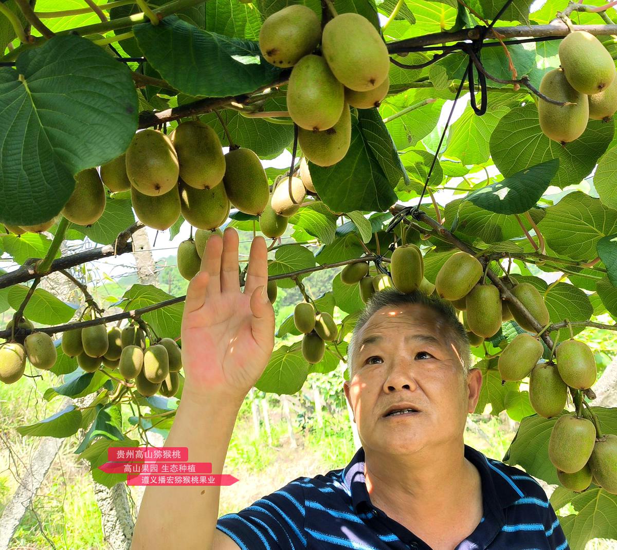 Golden kiwifruit grown in China