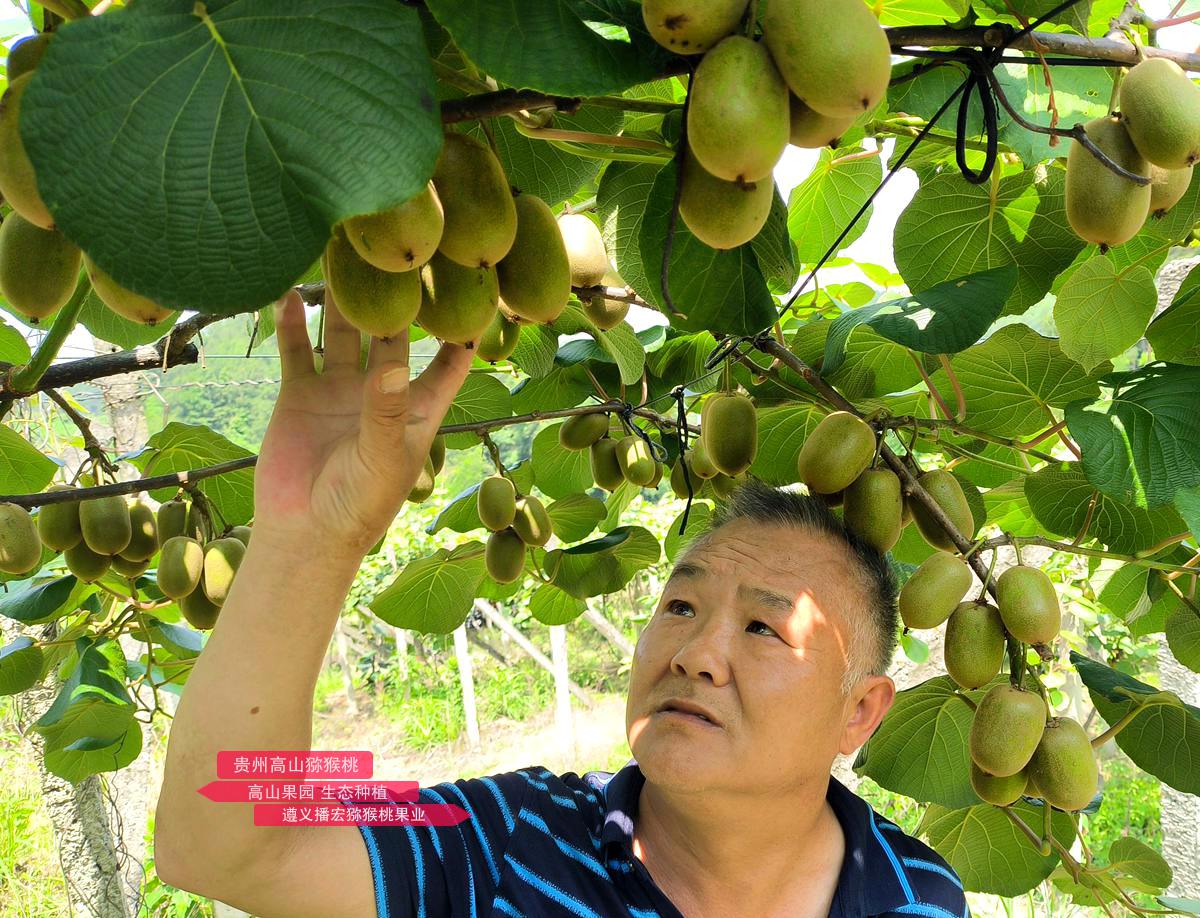 貴州高山金果獼猴桃
