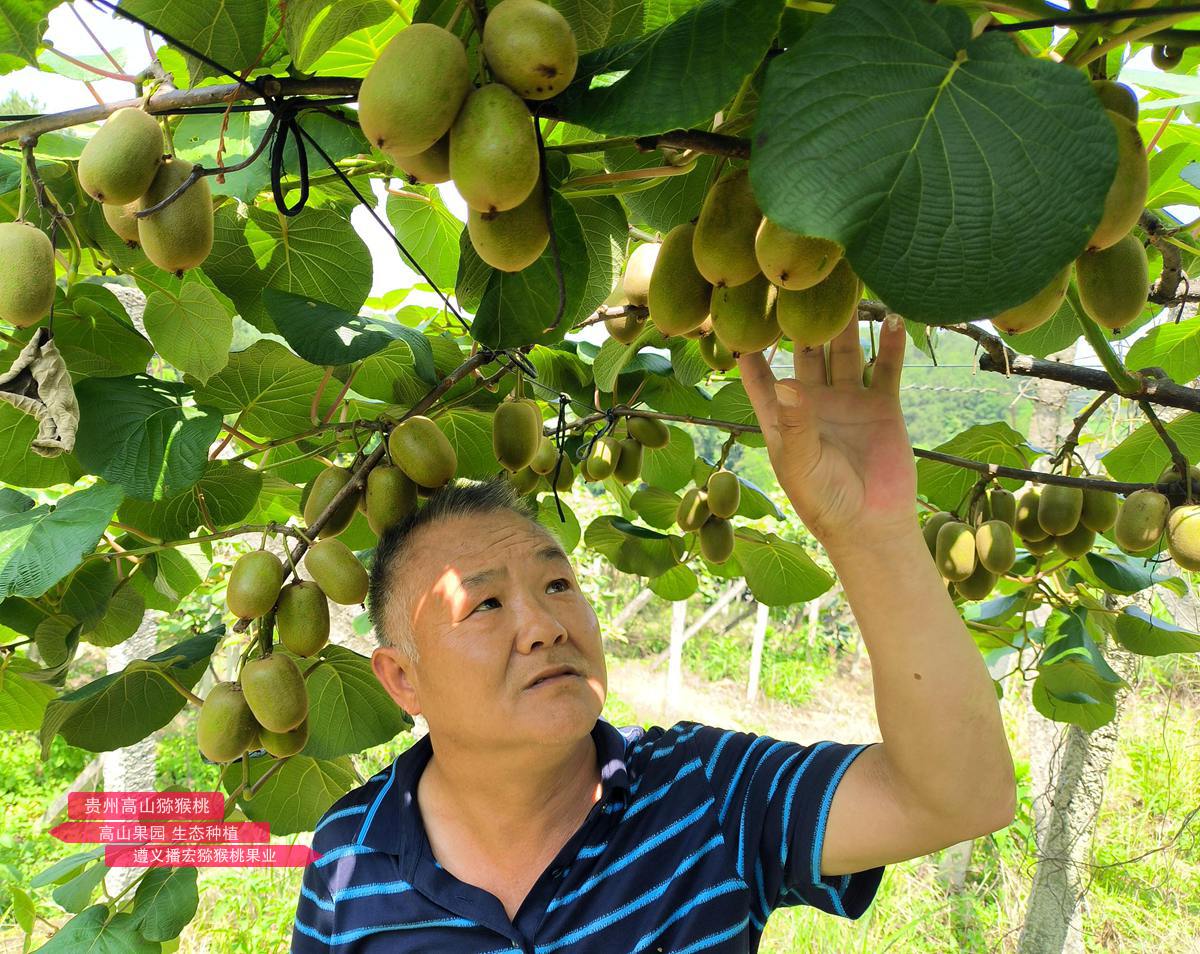 即將采摘的獼猴桃