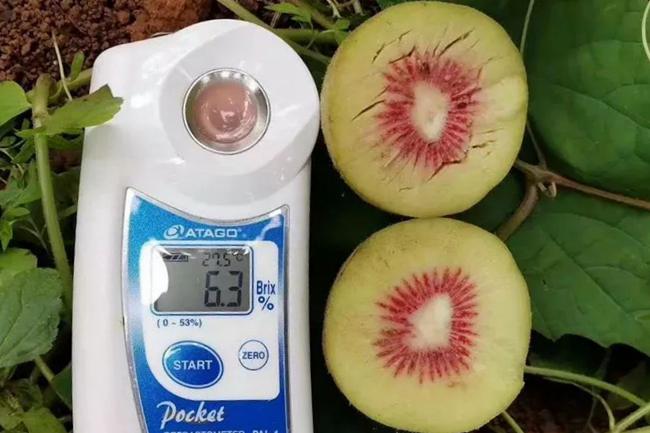 紅心獼猴桃糖度測(cè)量 紅心獼猴桃糖度測(cè)量