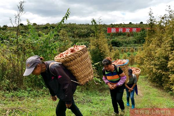 貴州高山紅心獼猴桃豐收