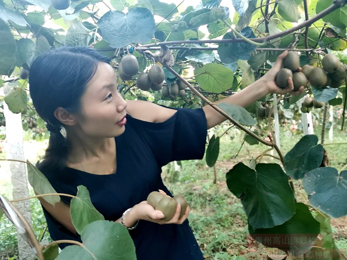 哪個(gè)牌子的獼猴桃最好吃最甜