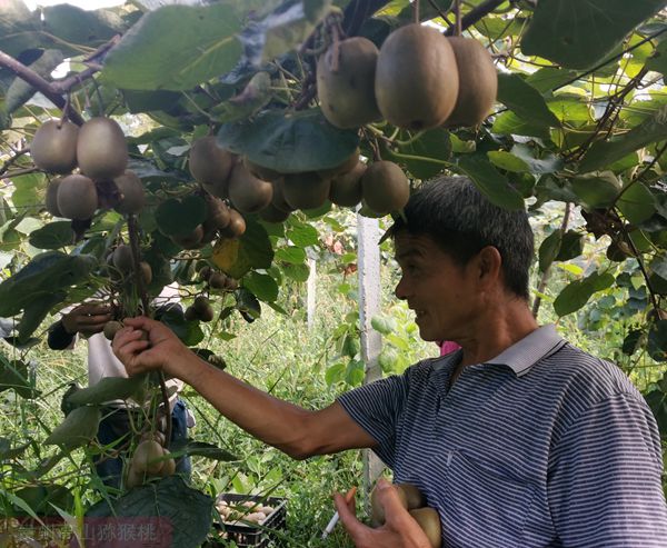 雅安獼猴桃果園照片