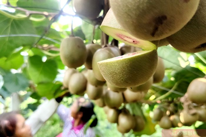 雅安獼猴桃果園照片