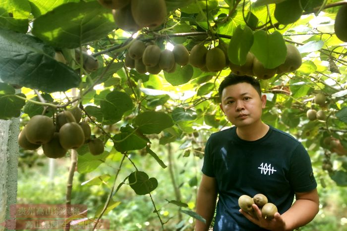 貴州省六盤水獼猴桃果園照片
