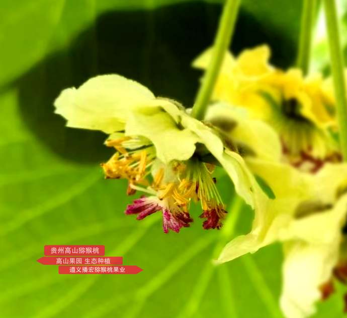 充分授粉的紅心獼猴桃
