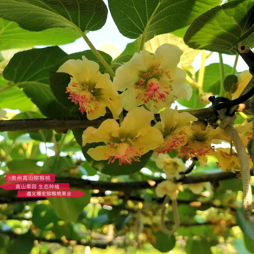 盛開(kāi)的獼猴桃花