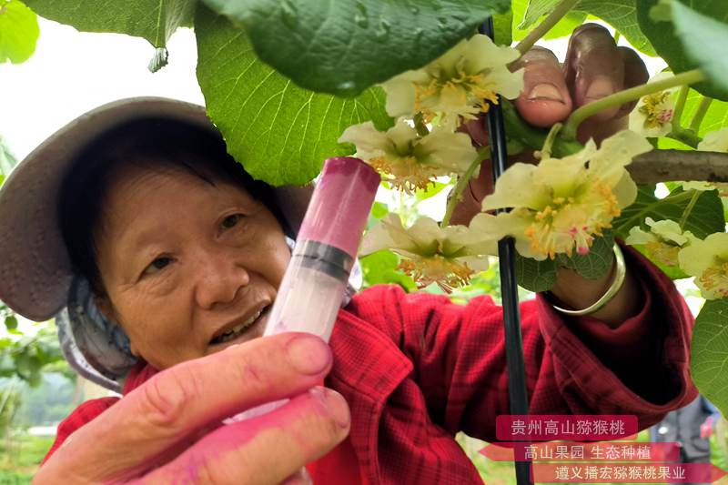 獼猴桃注射器人工授粉法