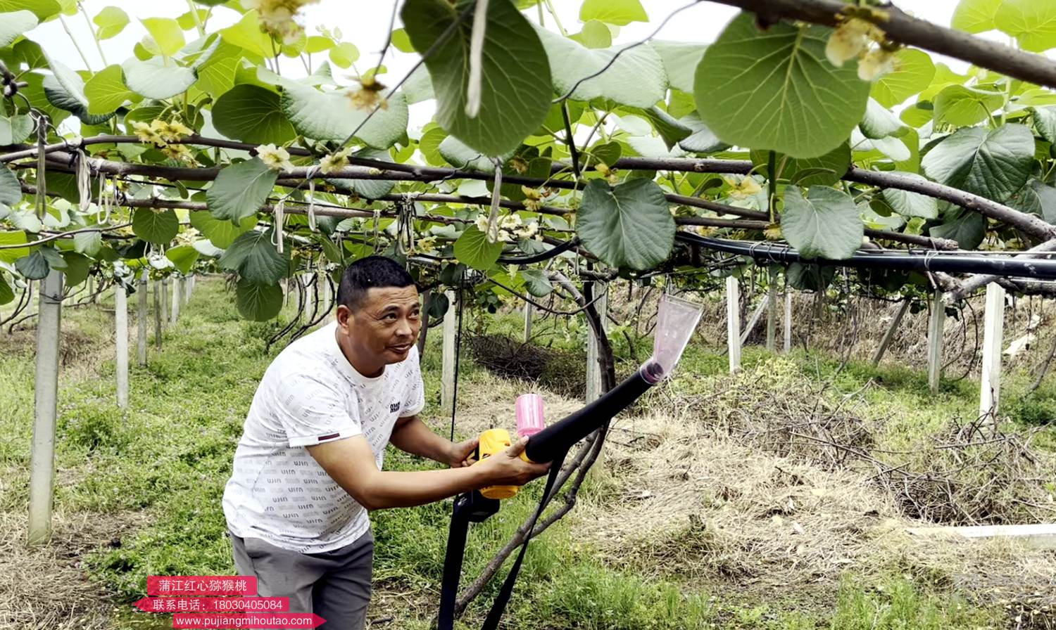 使用新型鼓風式獼猴桃電動授粉機