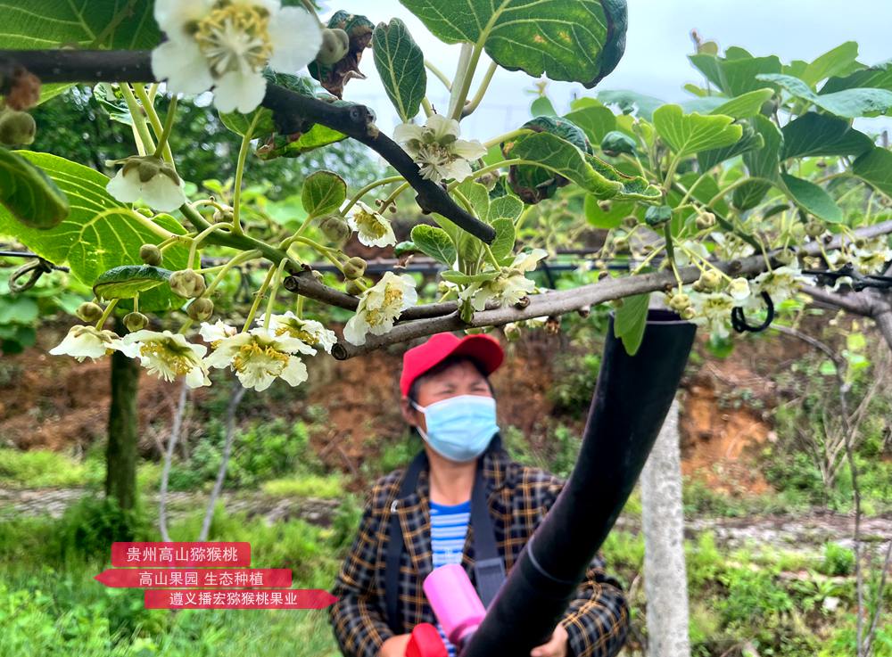 使用新型鋰電池獼猴桃授粉機(jī)