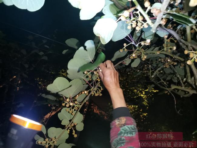 凌晨起來(lái)采摘獼猴桃花蕾