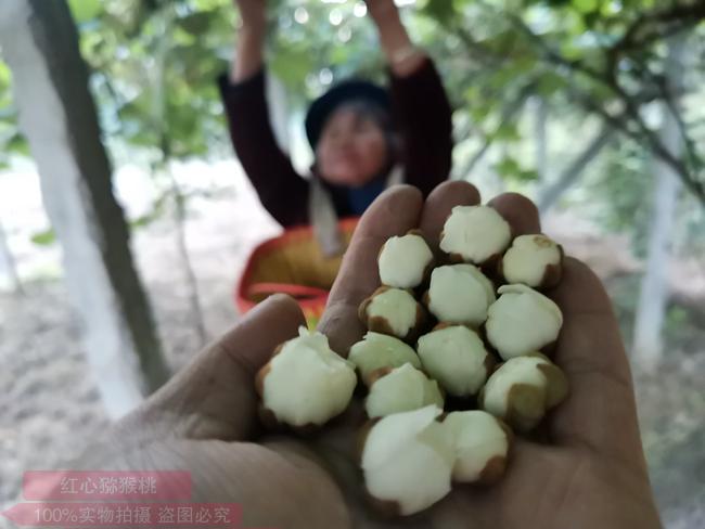 獼猴桃花