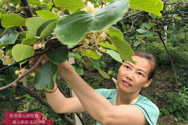 獼猴桃公花采摘