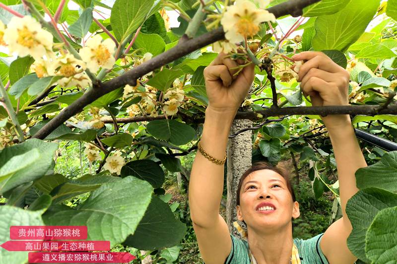 獼猴桃花采摘