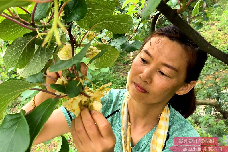獼猴桃公花 獼猴桃公花