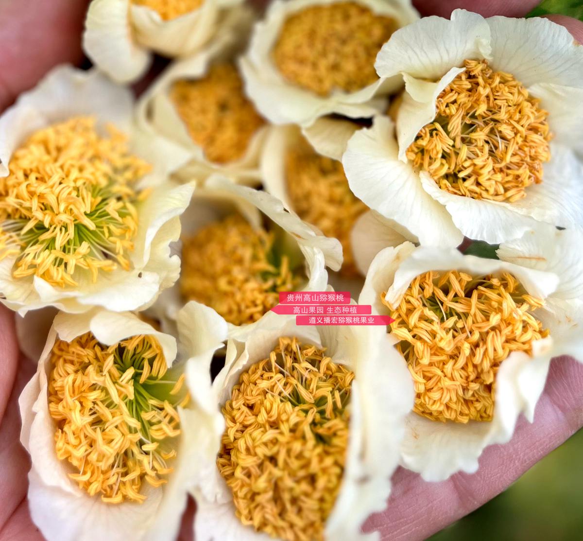 這種獼猴桃公花生產(chǎn)的花粉活性最高