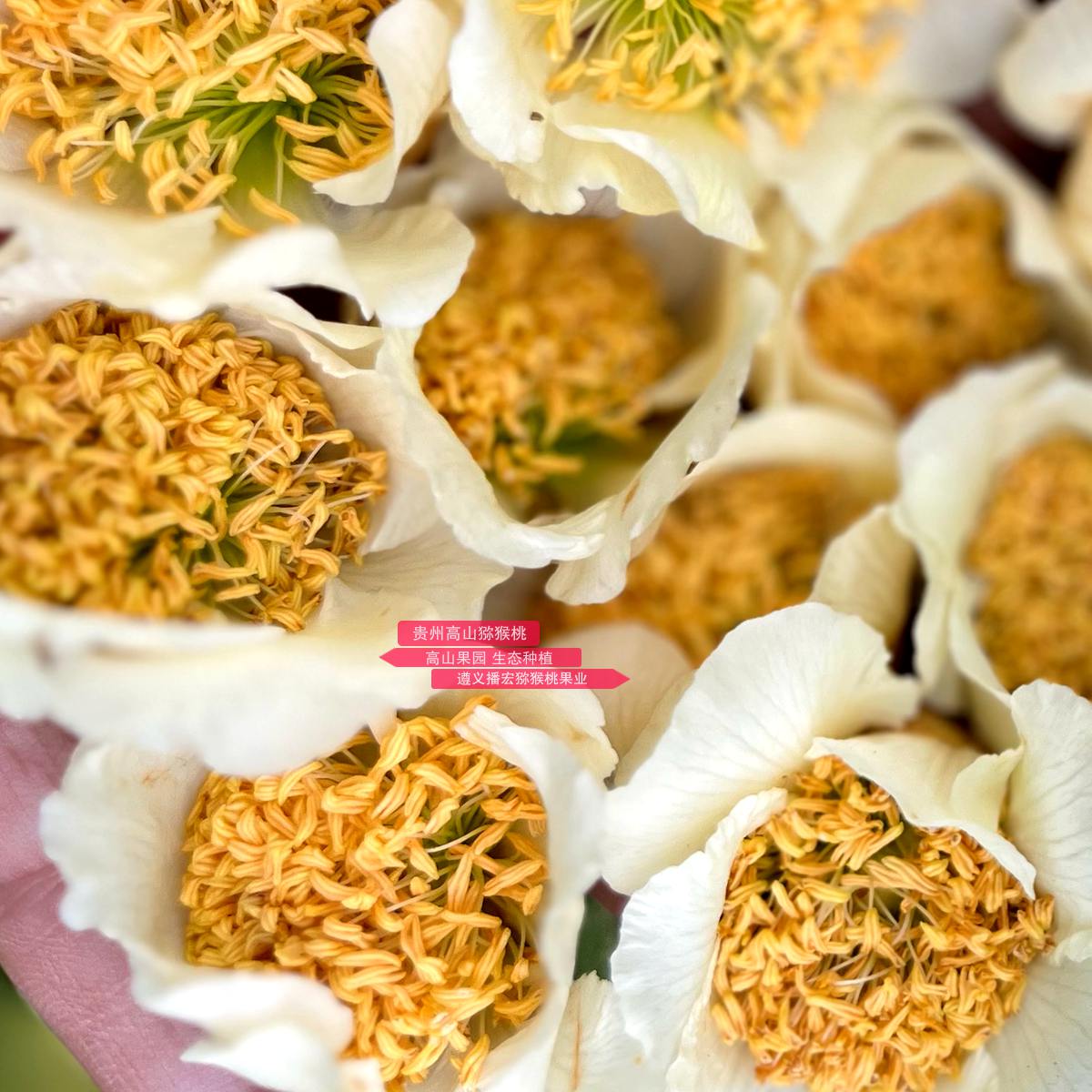 Kiwifruit male flowers