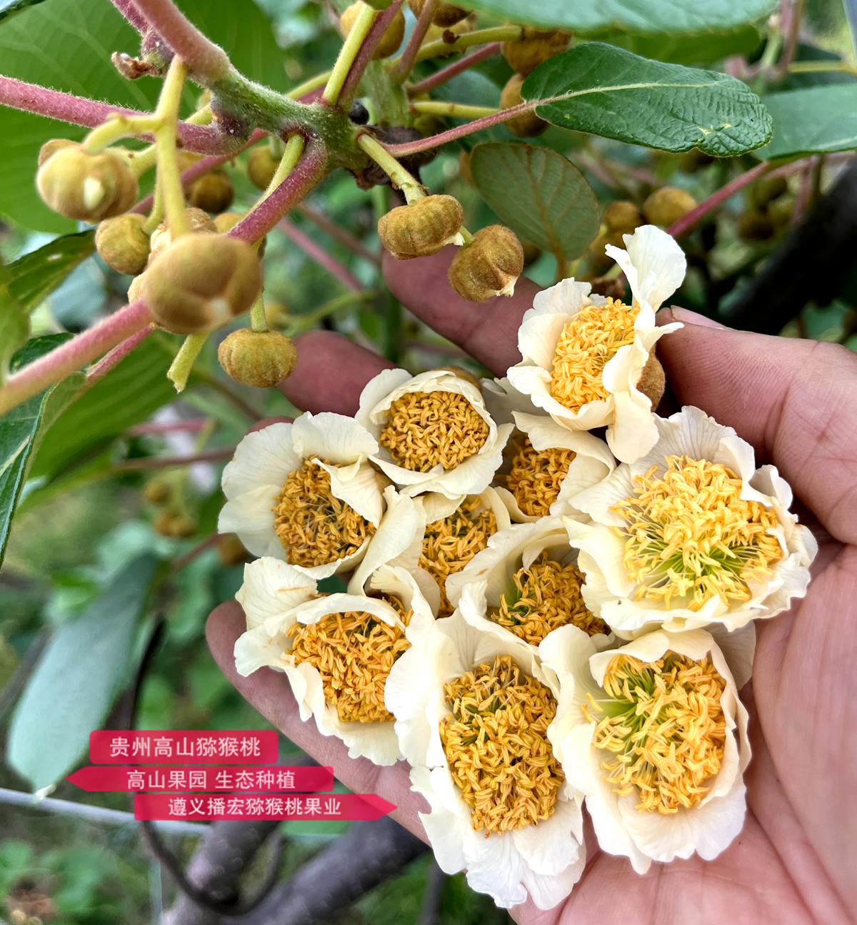 The highest quality kiwi male flower buds