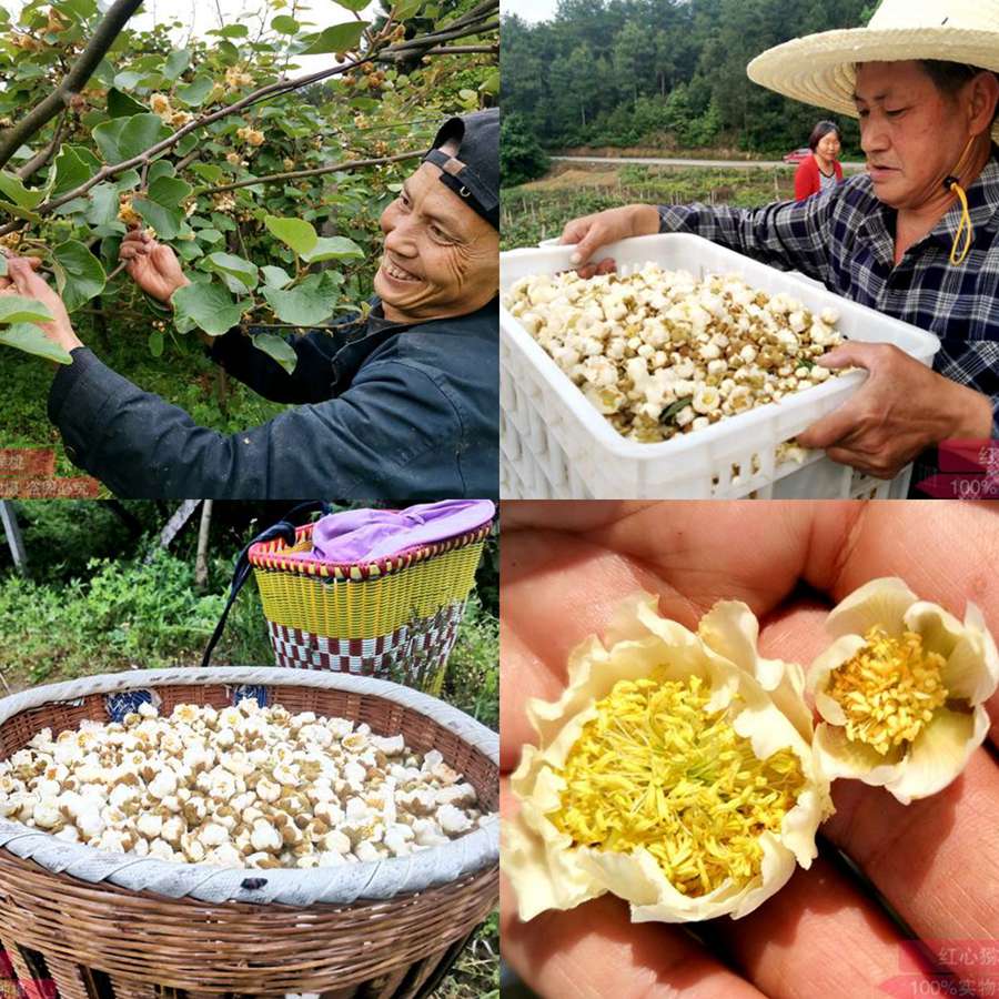 獼猴桃花采摘