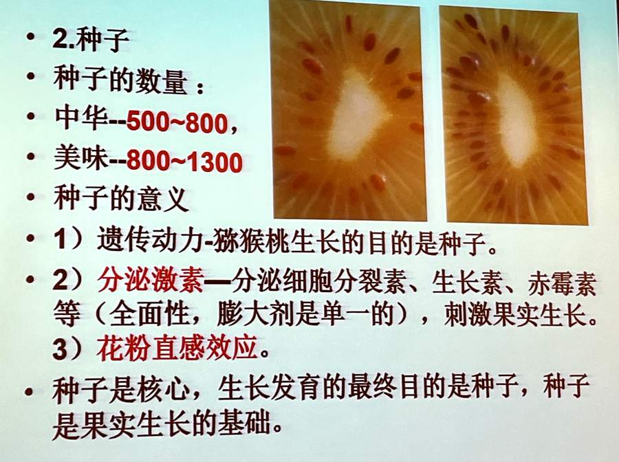 獼猴桃果實(shí)種子數(shù)量