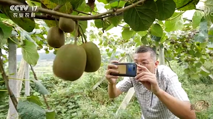 中央電視臺致富經(jīng)播宏公司獼猴桃