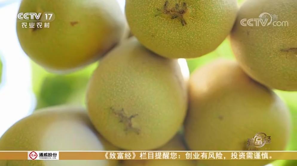 中央電視臺致富經(jīng)播宏公司獼猴桃