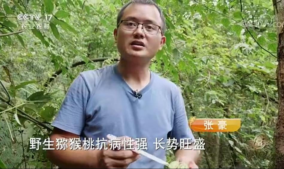 中央電視臺致富經(jīng)播宏公司獼猴桃