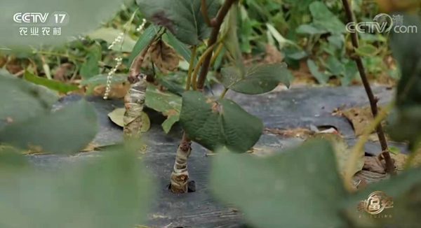 東紅獼猴桃嫁接苗