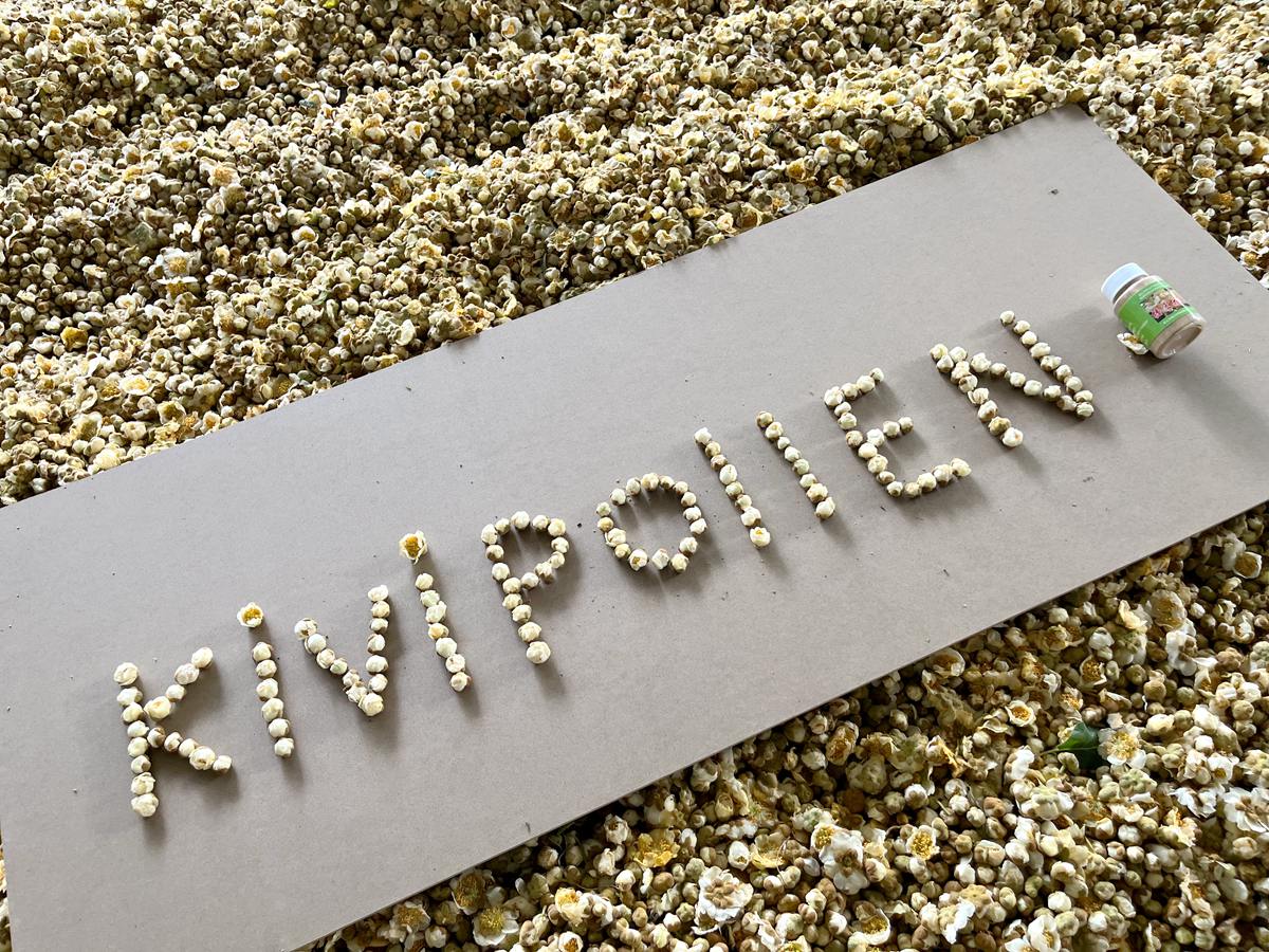 Kiwi pollen processing site