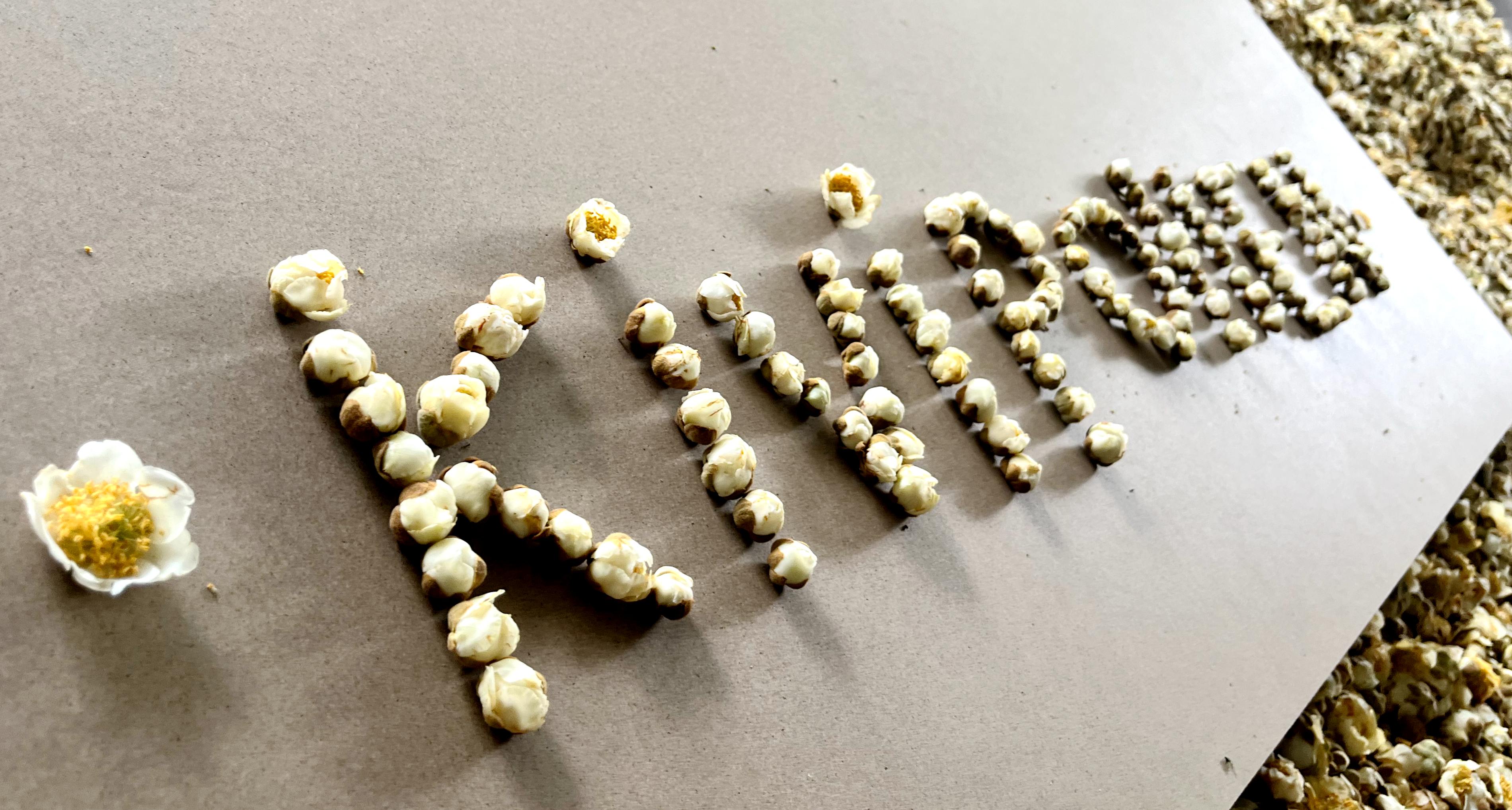 Kiwi pollen processing site
