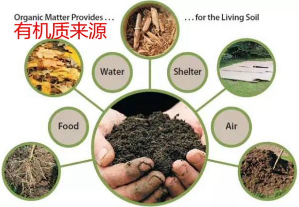 秋施獼猴桃“月子肥”作用巨大，你知道不？秋季施肥技術
