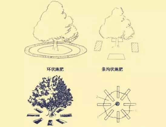 秋施獼猴桃“月子肥”作用巨大，你知道不？秋季施肥技術