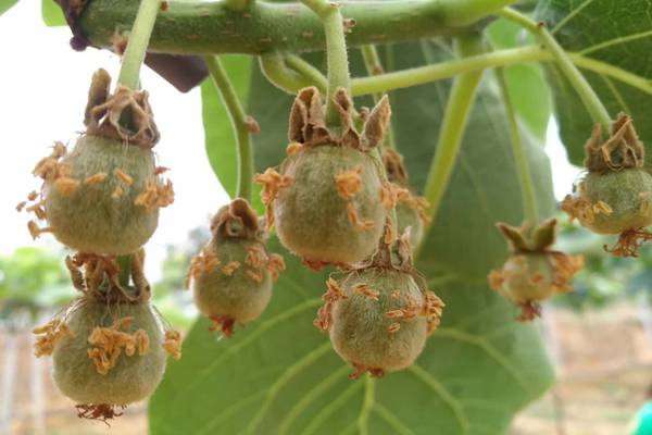 紅心獼猴桃母樹(shù)雌株