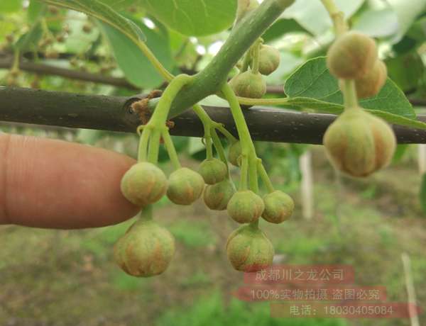 紅心獼猴桃母樹(shù)雌株