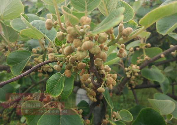 紅心獼猴桃公樹(shù)雄株