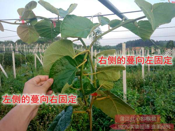 紅心獼猴桃主蔓管理