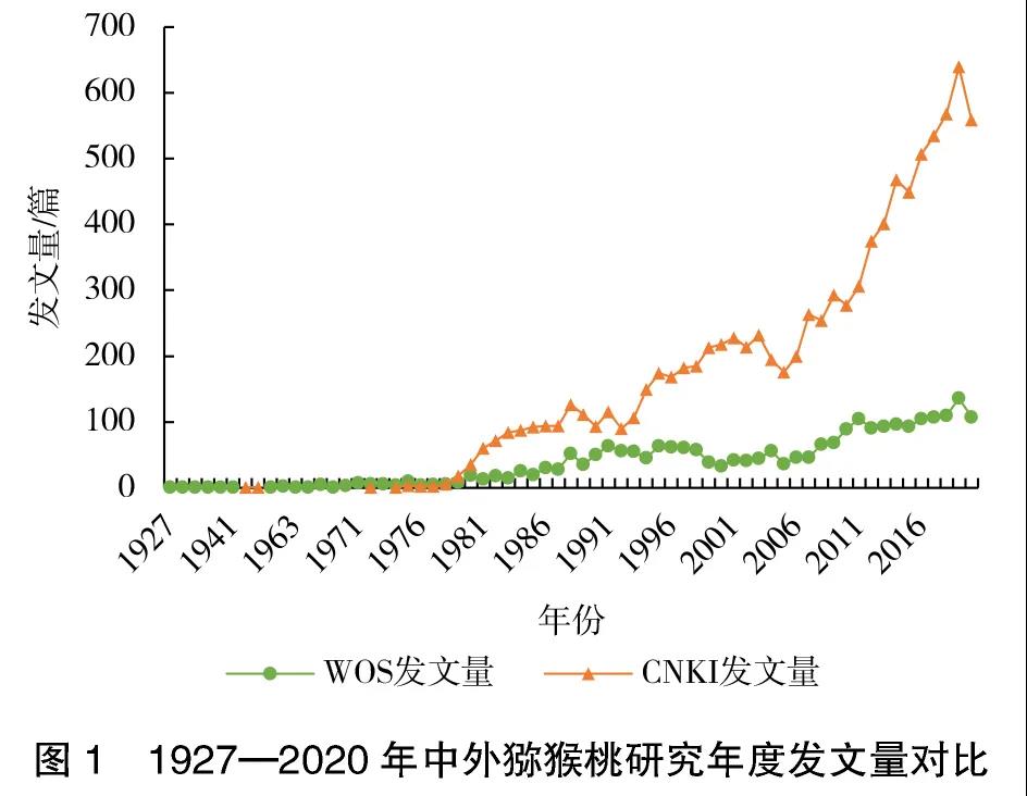 四川獼猴桃采摘
