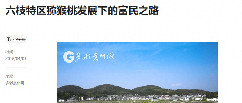 播州區(qū)三岔鎮(zhèn)獼猴桃