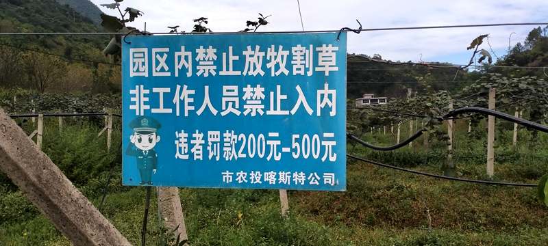 播州區(qū)三岔鎮(zhèn)獼猴桃