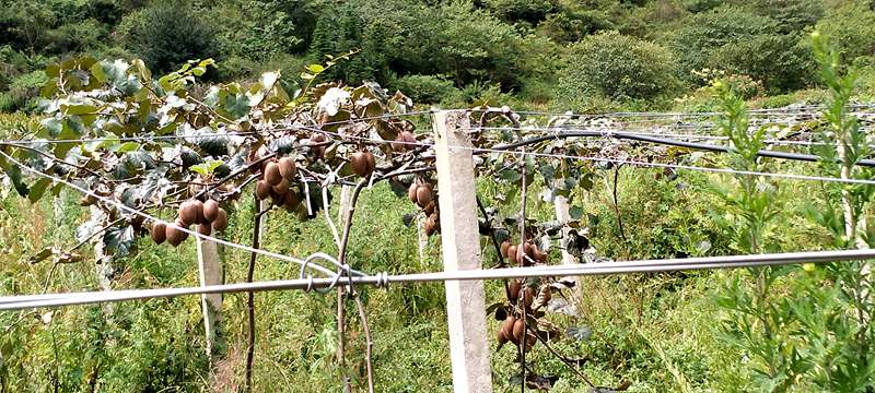 播州區(qū)三岔鎮(zhèn)獼猴桃