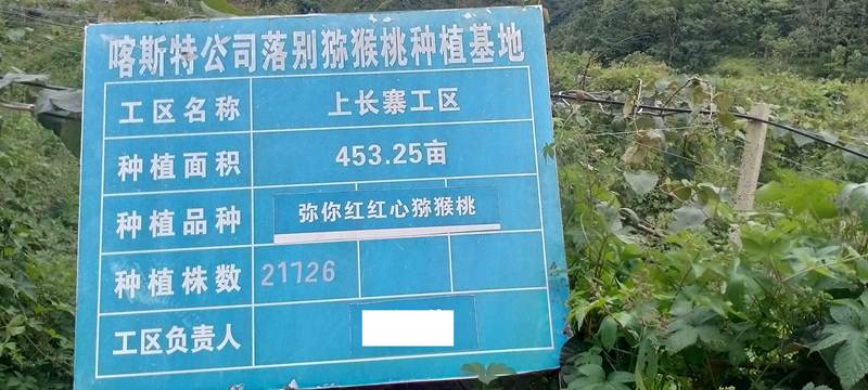 播州區(qū)三岔鎮(zhèn)獼猴桃