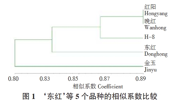 東紅獼猴桃