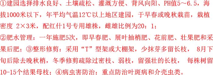 紅什二號獼猴桃