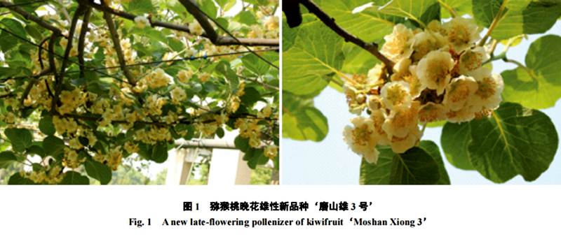 磨山三號(hào)雄株公樹